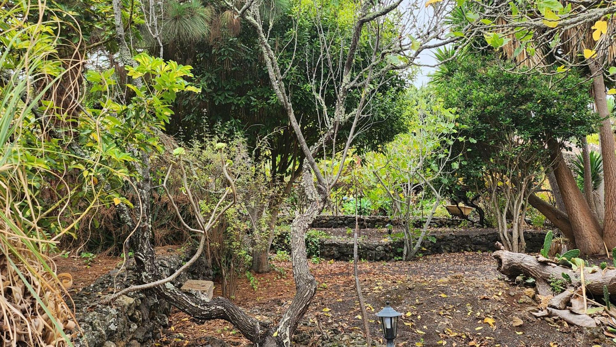 Villa Oasis Hill Botanical Garden à Icod De Los Vinos Extérieur photo